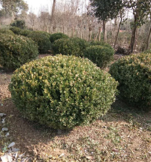 c基地批发 金边黄杨绿化花树 金边黄杨球 品种齐全现货充足 c基地批发 金边黄杨绿化花树 金边黄杨球 品种齐全现货充足