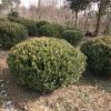 c基地批发 金边黄杨绿化花树 金边黄杨球 品种齐全现货充足