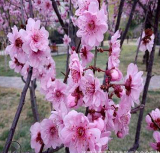 美人梅 大花美人梅 4-5-6-7-8-10-12公分美人梅 美人梅批发 美人梅 大花美人梅 4-5-6-7-8-10-12公分美人梅 美人梅批发