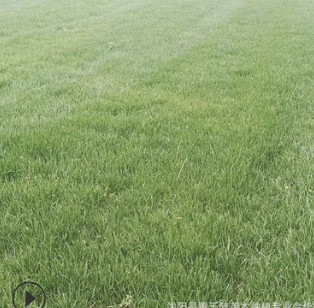 带土草坪批发 果岭草草坪 果岭草草皮 真草坪马尼拉草坪庭院绿化 带土草坪批发 果岭草草坪 果岭草草皮 真草坪马尼拉草坪庭院绿化