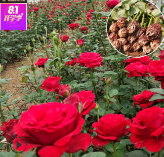 专业种植玫瑰花苗 法国红庭院盆栽绿化裸根小苗 大花观赏月季种苗