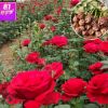 专业种植玫瑰花苗 法国红庭院盆栽绿化裸根小苗 大花观赏月季种苗