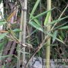 成都温江围挡墙体庭院绿篱绿化植物竹类刚竹2-3公分高度4米
