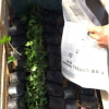 沐春常春藤--基地直销 青叶常春藤盆栽 工程绿化苗木小盆栽 140杯