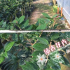 沐春金花茶--基地直供 嫁接防城金花茶 3-5公分砧木 植株饱满 90