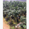 沐春金花茶--基地直供 嫁接防城金花茶 3-5公分砧木 植株饱满 90