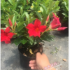 沐春花卉--供应飘香藤/双喜藤 新型藤本植物 室内室外带香味盆栽