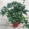 沐春桂花--盆栽桂花 年桂盆栽 室外绿化植物 植株均匀 45盆径
