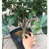 沐春花卉--盆栽桂花 当年开花 株型匀称 月桂年桂丹桂 1米高70冠