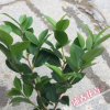 沐春--基地批发烈香茶花苗 绿化占地苗木 茶花小苗杯苗 量大从优