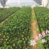 沐春杜鹃茶--基地直销 四季杜鹃红山茶 带花苞15-20CM 苗正根壮