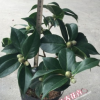沐春茶花--五色赤丹茶花 一树多色精品茶花 3年苗16杯带花苞