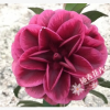沐春茶花--嫁接红叶贝拉紫贝拉 嫁接青叶贝拉 贝拉大玫瑰 3cm砧木