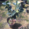 沐春茶花--名贵茶花品种 绿色茶花苗 绿色可娜 青花绿云 3年苞苗