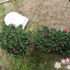 沐春杜鹃--基地直销 招财进宝玫红杜鹃盆栽 高档造型室内杜鹃盆栽