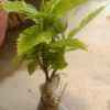 花叶珊瑚