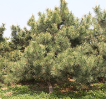 常年供应绿化松树造型松树 四季常青胸径4-8公分造型油松黑松