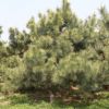 常年供应绿化松树造型松树 四季常青胸径4-8公分造型油松黑松