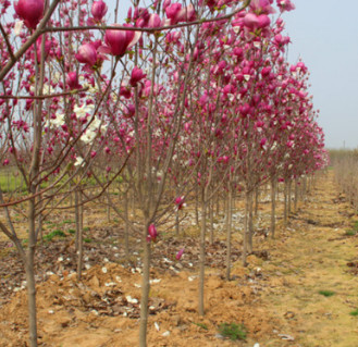 直销 白玉兰树苗 庭院工程绿化批发白玉兰树苗木 货源足 量大价优