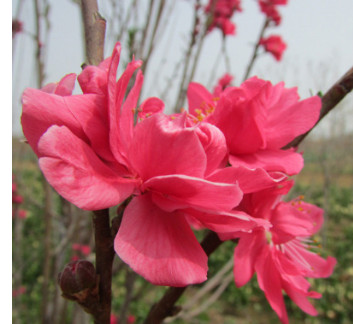 直销 绿化苗木 红叶碧桃苗行道树 基地直销优质紫叶碧桃 量大价优