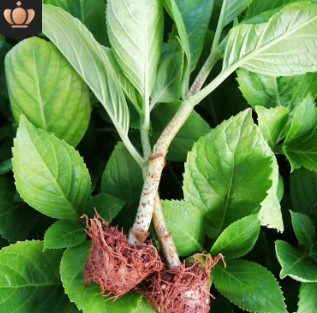 无尽夏绣球花苗基地直销 八仙花小苗品种齐全 绣球大苗现取现发