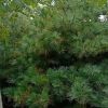 根系发达华山松规格齐全现挖现卖提供种植技树园林绿化用树好管理