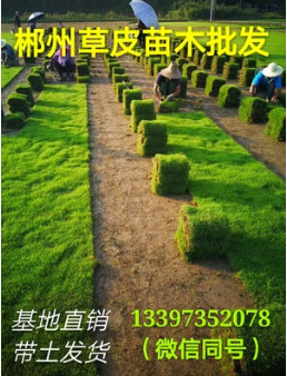 湖南基地直销郴州优质马尼拉草皮 常青耐践踏易 园林绿化草坪批发