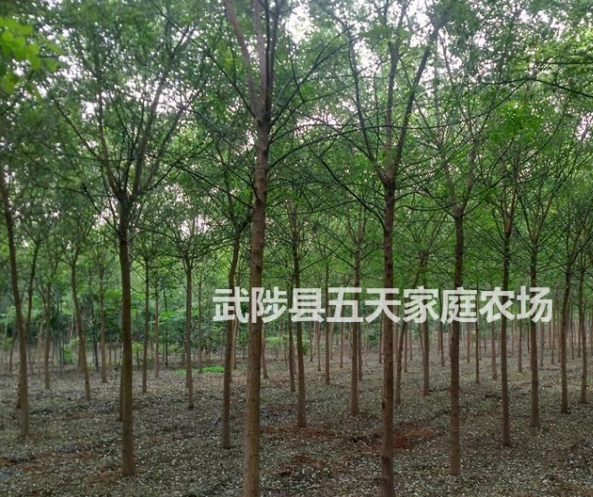 国槐，河北国槐，国槐，国槐价格