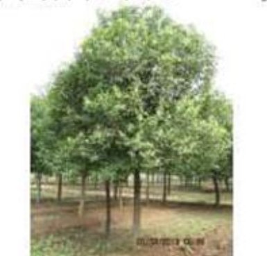 大叶女贞，大叶女贞小苗，大叶女贞工程苗