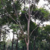 黄山栾树