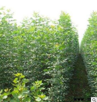 白蜡树苗3-5年多规格供应 批量出售价格低绿化工程白蜡树