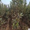 基地现挖软树1-3年苗木 品种多样新鲜发货易成活价格低软枣树苗