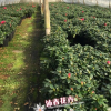 沐春花卉--批发 新品种红灯笼杜鹃苗 比利时西洋杜鹃苗 18杯30cm