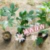 沐春花卉-自产自 八角金盘盆栽苗 工程绿化苗 40公分高 量大从优