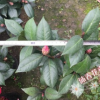 沐春茶花--青叶红叶贝拉/紫贝拉/黑贝拉/ 原生苗 40-50高 30冠幅