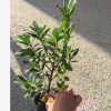 沐春花卉--绿化工程苗木 毛杜鹃小苗 20CM袋装 毛娟苗 量大从优