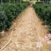 沐春花卉--基地直供3-4-5公分中大型竹柏盆栽 绿化竹柏假植袋苗