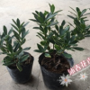 沐春花卉--基地直销 金边瑞香 瑞香苗 16杯带3个花苞以上80立棵