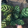 沐春竹芋--观叶花卉 孔雀竹芋 墙体绿化用竹芋 基地直销 量大优惠