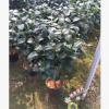 沐春茶花--克瑞墨大牡丹 芳香型茶花盆栽 红香茶 80高带花苞