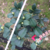 沐春茶花--克瑞墨大牡丹 芳香型茶花盆栽 红香茶 19杯70高带花苞