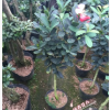 沐春茶花--嫁接中小型四季杜鹃茶 杜鹃红山茶 冠幅30CM 砧木2CM