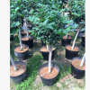 沐春金花茶--基地直供 嫁接防城金花茶 3-5公分砧木 植株饱满