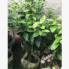 沐春金花茶--珍贵茶花品种 正宗隆安毛瓣金花茶 嫁接老盆大规格