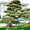 基地直销 湖南造型五针松 规格齐全乔木特殊造型园林植物 五针松