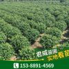 苗圃基地供应 湖南无刺枸骨球 规格齐全欢迎实地考察灌木园林植物