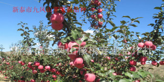 果树供应脱毒烟富0苹果树苗，烟富8号苹果树苗，神富一号苹果树苗