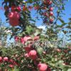 果树供应脱毒烟富0苹果树苗，烟富8号苹果树苗，神富一号苹果树苗