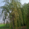 青皮垂柳柳树价格
