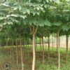 【基地直销】风景工程苗七叶树苗批发 苗木直杆7叶树 园林绿化